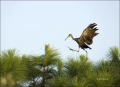 Limpkin;Aramus-guarauna;Flight;Flying-bird;One-animal;Close-up;Color-image;photo